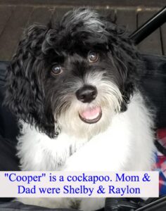 "Cockapoo" My mom was Shelby