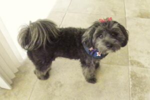 I'm a Shihpoo