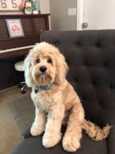"Cockapoo" My Mom was Marley