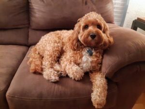 "Cockapoo" My mom was Molly