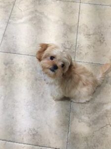 "Shihpoo" My mom was Emma