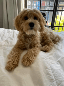 "Cockapoo"