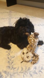"Shihpoo" Mom is Emma