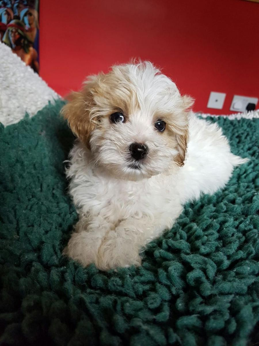 cavapoo-333257